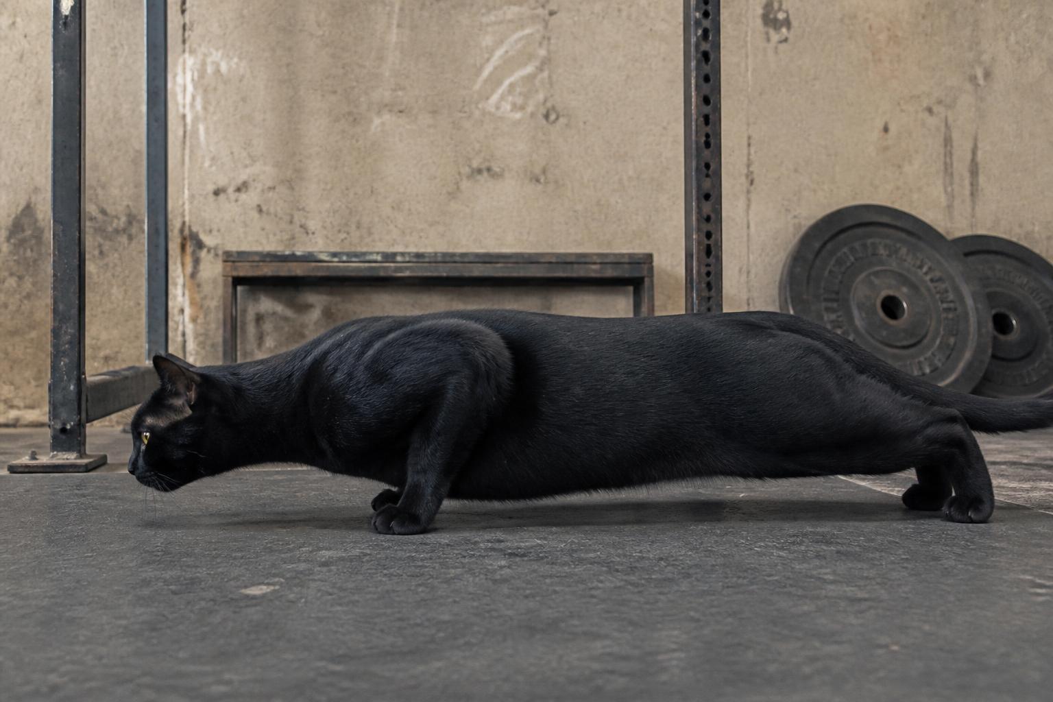 A black cat stretched flat in a lateral loaded position on a gym floor beside weight plates